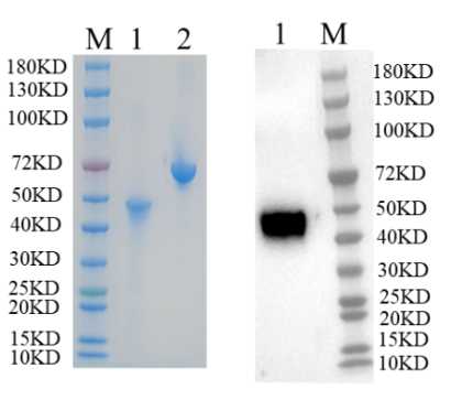 1. Rep52<br />2. BSA